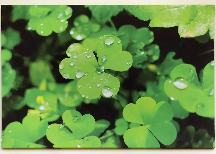 детелина Lejlighed *